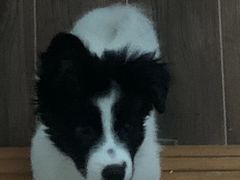 -瑞派康怡24h宠物医院·犬猫医疗中心·微创绝育(瑞景分院)