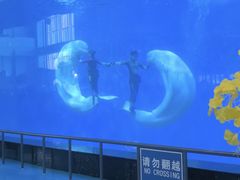 -泉城欧乐堡海洋极地世界