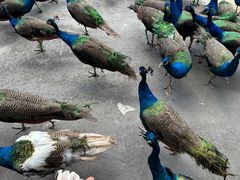 -西双版纳原始森林公园