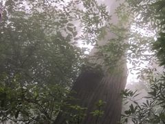 -天目山大树王景区