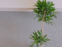 -大仓面包(西平店)