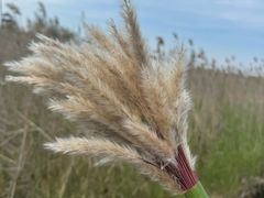 -盐城丹顶鹤湿地生态旅游区