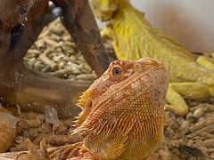 -楠火锅(仁恒梦中心店)