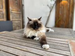 -喵屿·大理花园猫咖