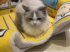 -momokira米努特·德文卷毛猫·棉花面纱犬