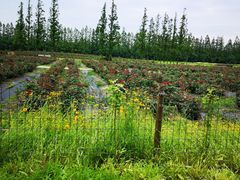 -上海长兴岛郊野公园