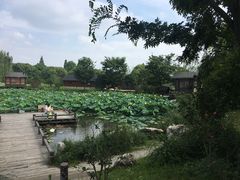 -鹅湖玫瑰文化园