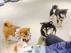 -逗柴咖啡屋·狗咖猫咖宠物桌游