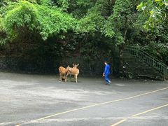 -西双版纳原始森林公园