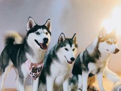 -Husky Go! 哈士奇体验馆·宠物咖啡厅狗咖