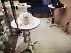 -FAELING PETS美天灵宠物(富力广场店)