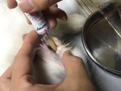 -宠福鑫动物医院(立水桥分院)