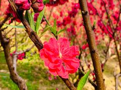 -桃花涧