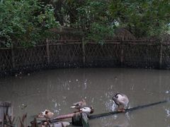 -宁波杭州湾国家湿地公园