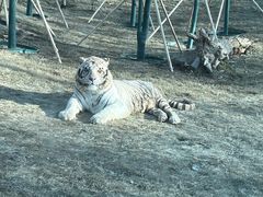 -北京野生动物园