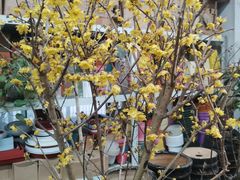 -双季花艺园艺市场(浦东店)