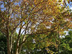 -上海共青森林公园