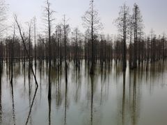 -池杉湖湿地公园