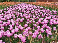 -石家庄市植物园