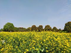 -广富林郊野公园