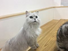-李小姐の猫咖啡馆(五角场店)