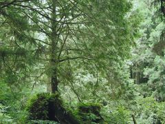 -阿里山神木遗迹