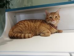 -东方名猫馆·英短金渐层布偶猫舍(环线广场1号楼店)