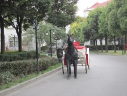 马车（非活）-金庭庄园酒店彩虹厅