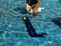 -趣玩宠物乐园寄养训犬训狗游泳池