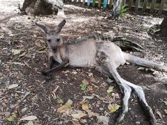 -威勒比开放式动物园