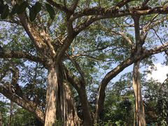 景点-瑞丽独树成林风景区