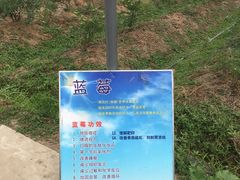 -花山蓝莓采摘园