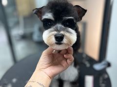 -帕帕拉兹宠物(亚洲旗舰店)