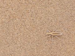 -亿利库布其七星湖沙漠生态旅游区