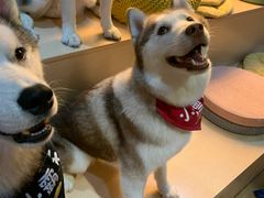 -Husky Go! 哈士奇体验馆·宠物咖啡厅狗咖