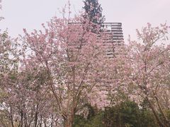 -景田北六街公园宠物主题园
