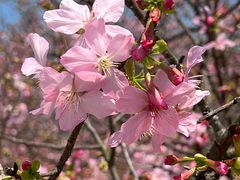 -天适樱花悠乐园