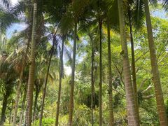 -中国科学院西双版纳热带植物园
