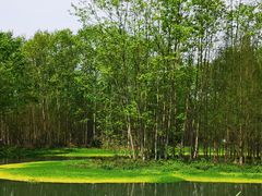 -桤木河湿地公园