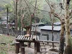 -都江堰中华大熊猫苑