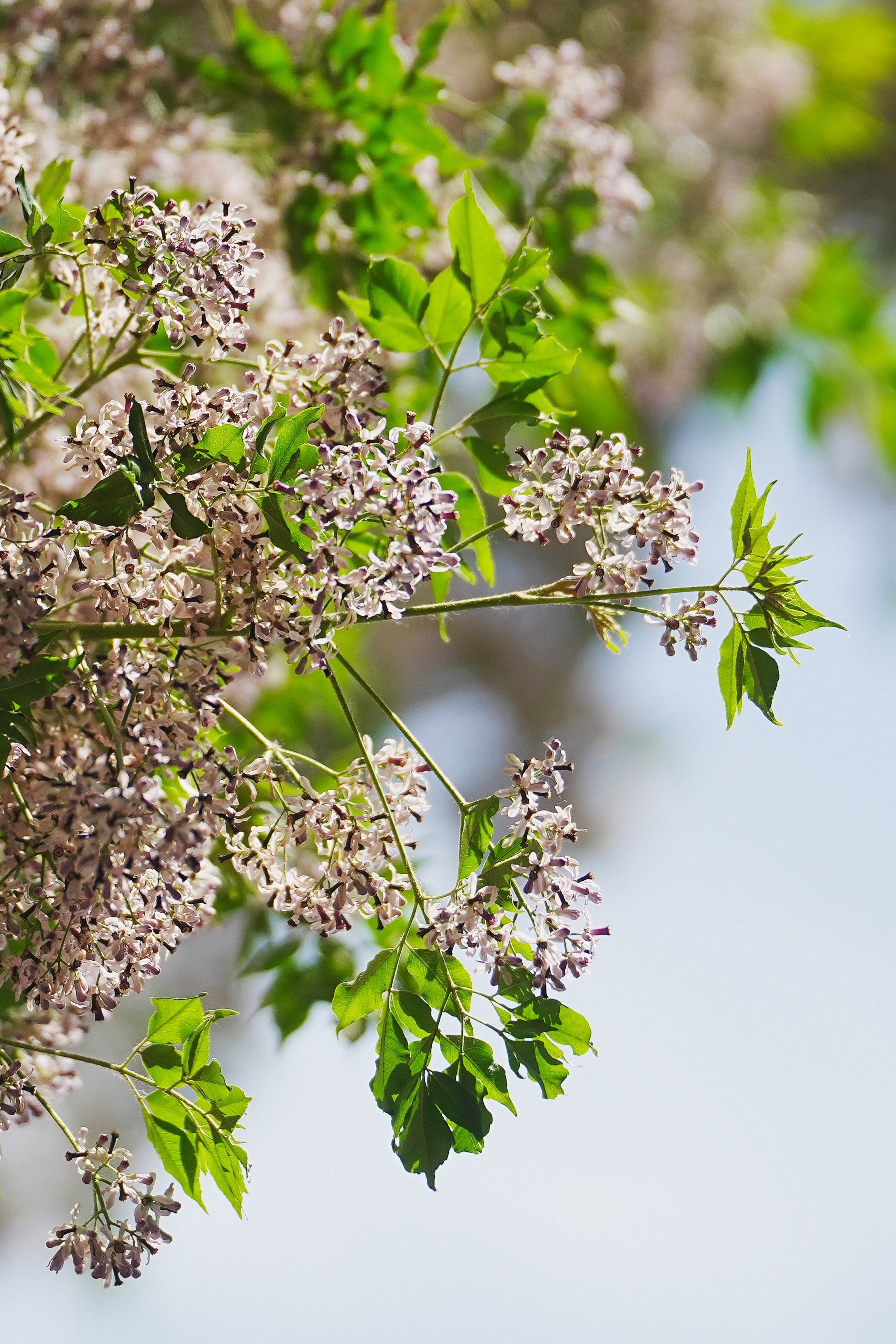 北海公园五月植物志|苦楝树