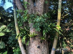 -深圳仙湖植物园