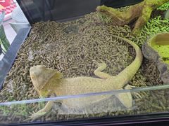 -合肥野生动物园