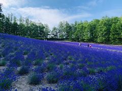 -富田农场
