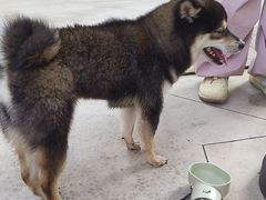 -帕帕拉兹宠物(亚洲旗舰店)