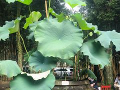 -土砂锅生态山庄·非遗砂锅雅鱼