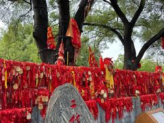 -大槐树寻根祭祖园