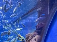 -合肥海洋世界
