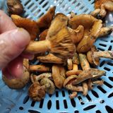 舌尖上的凤凰，山珍走起