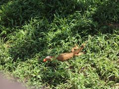 -海南热带野生动植物园
